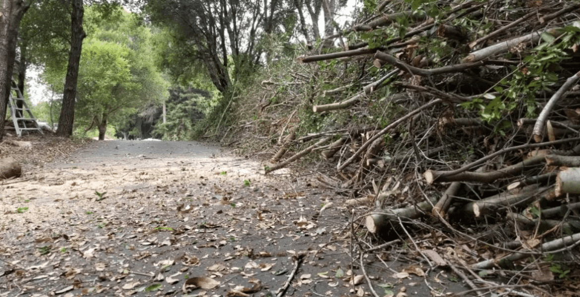 Olivera's Tree Service