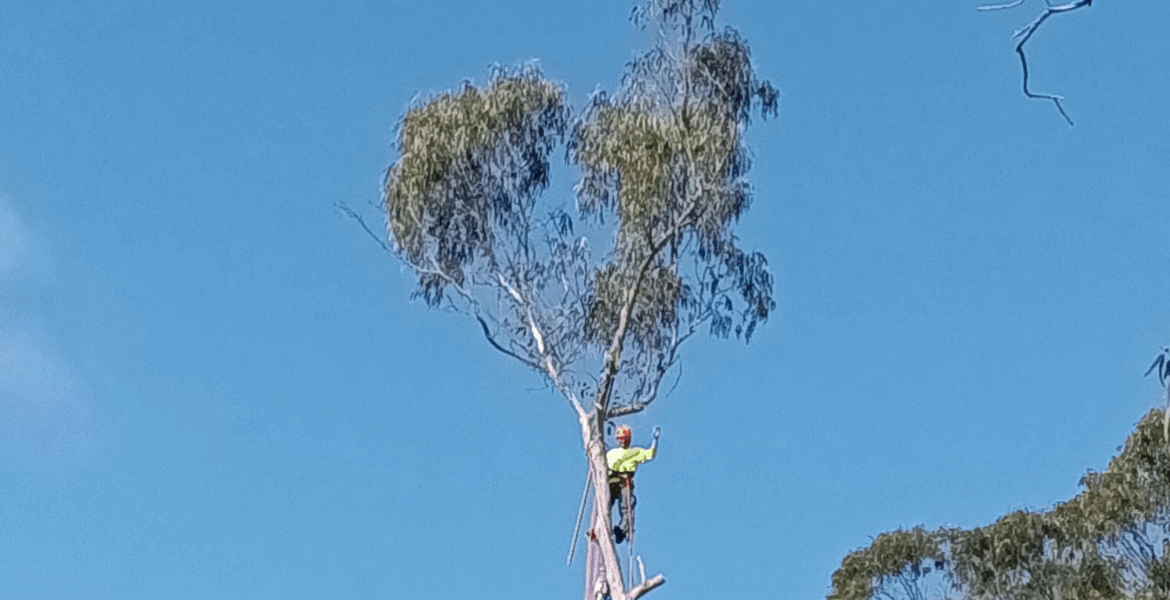 Olivera's Tree Service